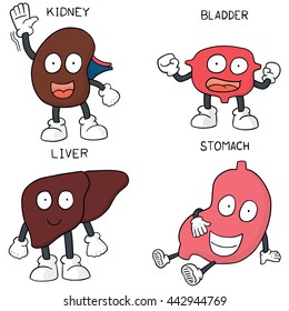 vector set of internal organ cartoon