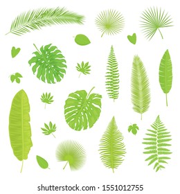 Vector set of isolated, colorful, detailed tropical leaves on white background. Illustration for design. 
