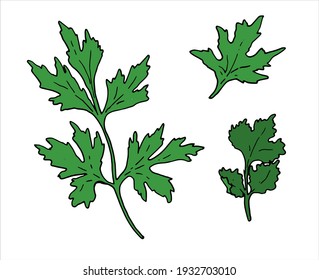 Vector set isolated element of fresh herbs Coriander and Parsley hand-drawn in sketch style black outline green color. for the packaging label design template