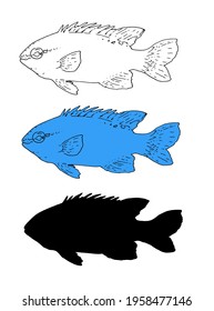 Vector set of isolated elements of marine tropical fish silhouette, black outline and blue color image. hand-drawn Chrysiptera cyanea sketch-style aquarium fish from the sea fish series
