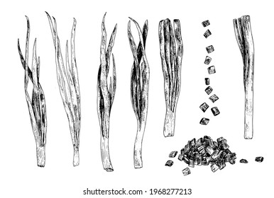 Vektorset aus einzelnen Elementen von jungen grünen Zwiebeln, ganze Federn und beschnitten und ein Haufen Scheiben, handgezeichnet, mit einer schwarzen Linie auf weißem Hintergrund für ein grünes Verpackungsdesign