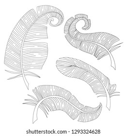 Vector set of isolated feathers