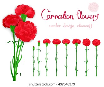 Vector set isolated of flowers carnations. Bundle of eight unique blossom with the stems and leaves.
 In addition, a bouquet of three cloves with shadows.