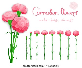 Vector set isolated of flowers carnations. Bundle of eight unique blossom with the stems and leaves.
 In addition, a bouquet of three cloves with shadows.