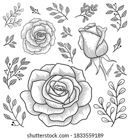 Vector set of isolated hand-drawn roses and branches in graphic style