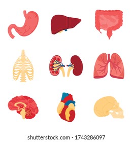 Vector Set Isolated Human Organs Illustration Stock Vector (Royalty ...