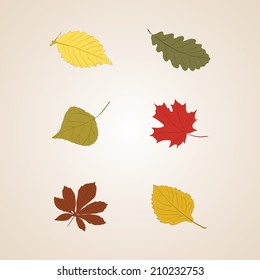 Vector set of isolated icons for autumn (fall) red, orange, golden, brown, green leaves (leaf). Oak, rowan, birch. Botany collection of september, october, november