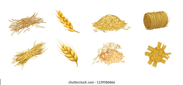 vector set of isolated images of grain crops and ears of hay and straw weaving in a rustic style