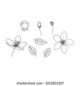 Vector set of isolated outline flowers on white background. Floral vector elements collection.