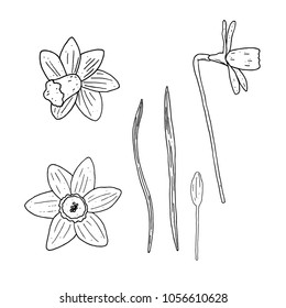 Vector set of isolated outline narcissus  on white background. Floral vector elements collection.
