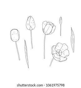 Vector set of isolated outline tulips  on white background. Floral vector elements collection.