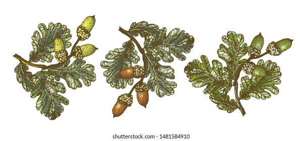 Vector set of isolated pattern with wonderful colorful different sort of oak branch with leaves, acorns, hand-drawn, graphic, real-style. Seasonal colors: yellow, brown, green. Looks watercolor, fresh