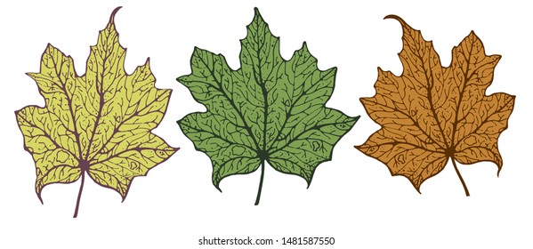 Vector set of isolated pattern with wonderful colorful falling and flying maple leafs, hand-drawn, graphic, real-style. Seasonal colors: orange, yellow, brown, green. Looks watercolor, fresh, graphic