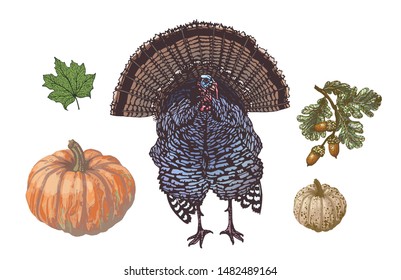Vector set of isolated pattern with wonderful colorful turkey, oak branch with leaves, acorns, maple leaf, pumpkins, hand-drawn, graphic, real-style. Seasonal colors: yellow, brown, green. Holiday art