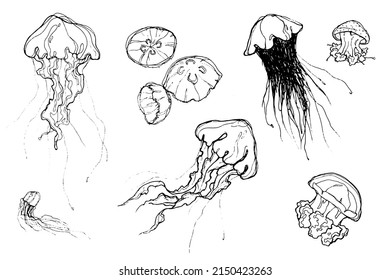 Vector Set Of Isolated Sketched Jellyfish. Outline Artwork.