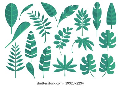 Conjunto vectorial de hojas tropicales aisladas, hoja de palmera sobre el fondo blanco. Diseño plano.