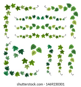 Vector Set Of Ivy Branch Frames