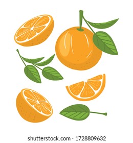 Vector set of  juicy orange. Fresh cartoon oranges on white background.