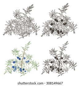 Vector set of juniper. Hand drawn illustration, isolated elements for design on a white background.