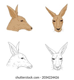 Vector Set of Kangaroo Heads. Cartoon and Sketch Illustrations