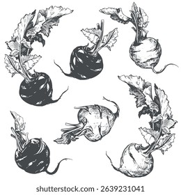 Vector set of kohlrabi on white background. Botanical hand drawn illustration of cabbage. Two heads and leaves of German turnip in linear ink sketch technique. Vegetable in vintage engraving style