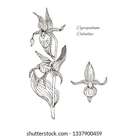 Vector set of lady's-slipper in vintage style. Hand drawn illustration in the style of engravings.