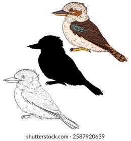 Vector Set of Laughing Kookaburra Bird Illustrations. Different Styles Variations