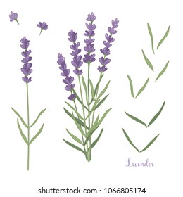 Vector set of lavender flowers elements. Botanical illustration.Collection of lavender flowers on a white background.