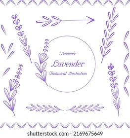 Vector. Set of lavender flowers elements. Botanical illustration. Collection of purpure lavender flowers on a white background. Lavender hand drawn. Lavender flowers isolated on white background.