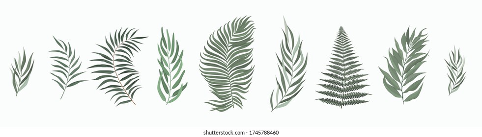 Vector set leaf. Green leaves on white background. Vector illustration.