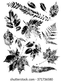 vector set of leaf imprints, collection black leaves isolated on a white background