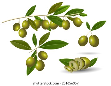 Vector set of leafy twigs with healthy ripe green olives isolated on white background