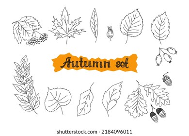 Vektorset aus Blättern. Der Herbst lässt doodle gesetzt. Vektorzeichnung der Herbstblätter. Herbstblätter gezeichnet.