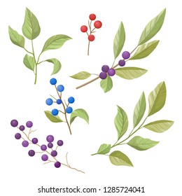 Vector set of leaves, berries and branches, spring and summer element design.