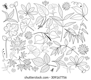 Vector set of leaves, branches, swirls, insects. Leaf collection isolated. Vintage floral elements.  Hand drawn design elements.