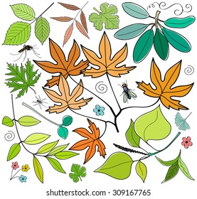 Vector set of leaves, branches, swirls, insects. Leaf collection isolated. Vintage floral elements.  Hand drawn design elements.