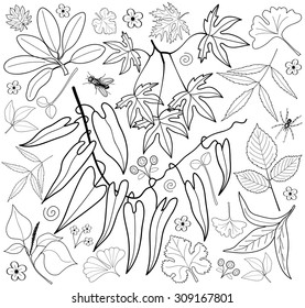 Vector set of leaves, branches, swirls, insects. Leaf collection isolated. Vintage floral elements.  Hand drawn design elements.
