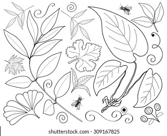 Vector set of leaves, branches, swirls, insects. Leaf collection isolated. Vintage floral elements.  Hand drawn design elements.