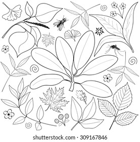 Vector set of leaves, branches, swirls, insects. Leaf collection isolated. Vintage floral elements.  Hand drawn design elements.