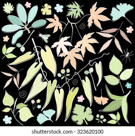 Vector set of leaves, branches, swirls, insects. Leaf collection isolated. Color drawing on a black background. Vintage floral elements.  Hand drawn design elements.