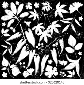 Vector set of leaves, branches, swirls, insects. Leaf collection isolated. Vintage floral elements.  Negative drawing on a black background. Hand drawn design elements.