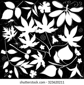 Vector set of leaves, branches, swirls, insects. Leaf collection isolated. Vintage floral elements.  Negative drawing on a black background. Hand drawn design elements.