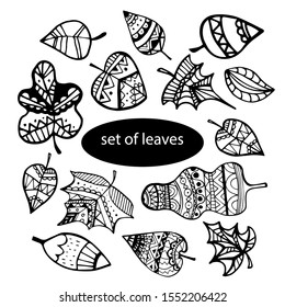 Vector set of leaves, collection of hand-drawn leaves. Isolated on white. Ink illustration. Hand drawn design elements.
