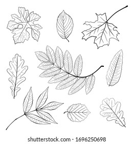 Vector set of leaves, collection of hand-drawn leaves. Set of black and white autumn falling leaves - rowan, chestnut, oak, aspen, maple, sketch style vector illustration isolated on white background.