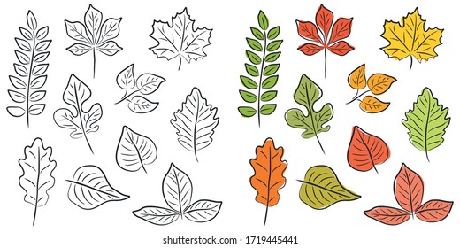 Vector set of leaves of different trees in the contour. Handmade decorative elements on a white background. Color isolated illustration.