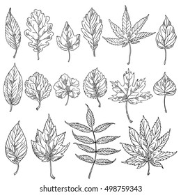 Vector set leaves. Leaf element floral garden art. Collection tree leaves illustration.