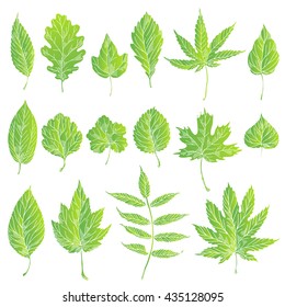Vector set leaves.  Natural green leafs set. Leafs set element floral color garden art.  Collection green tree leaves illustration.