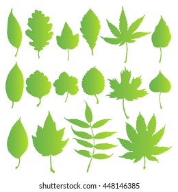 Vector set leaves. Natural green leafs set. Leafs element floral color garden art. Collection green tree leaves illustration.