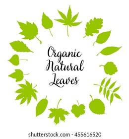 Vector set leaves. Natural green leafs set. Leafs set element floral color garden art. Collection green tree leaves illustration.