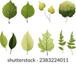 Vector set of leaves on white background